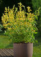 Agastache (žlté) ‘Kudos Yellow‘ PBR, výška 30/50 cm, v črepníku 2l Agastache ‘Kudos Yellow‘ PBR