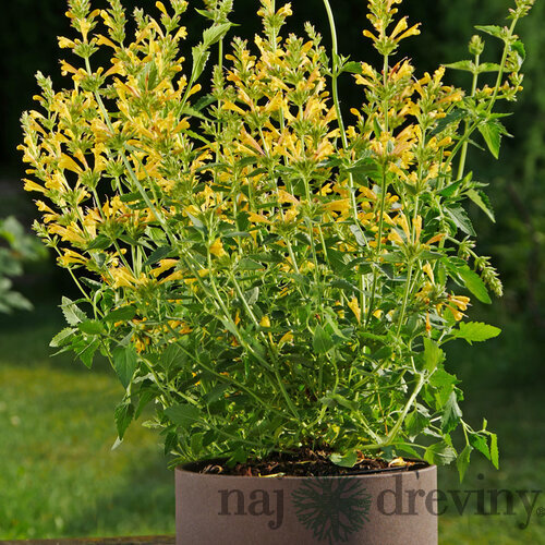 Agastache (žlté) ‘Kudos Yellow‘ PBR, výška 30/50 cm, v črepníku 2l Agastache ‘Kudos Yellow‘ PBR
