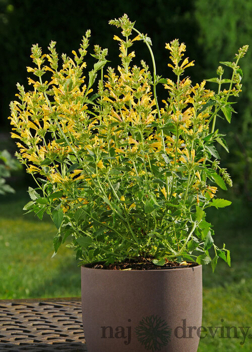 Agastache (žlté) ‘Kudos Yellow‘ PBR, výška 30/50 cm, v črepníku 2l Agastache ‘Kudos Yellow‘ PBR