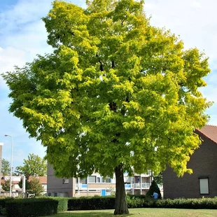 Agát biely Frisia, 130/140 cm, v črepníku Robinia pseudoacacia Frisia