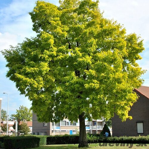 Agát biely Frisia, 130/140 cm, v črepníku Robinia pseudoacacia Frisia
