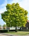 Agát biely Frisia, 130/140 cm, v črepníku Robinia pseudoacacia Frisia