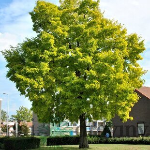 Agát biely Frisia, 130/140 cm, v črepníku Robinia pseudoacacia Frisia