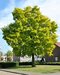 Agát biely Frisia, 130/140 cm, v črepníku Robinia pseudoacacia Frisia