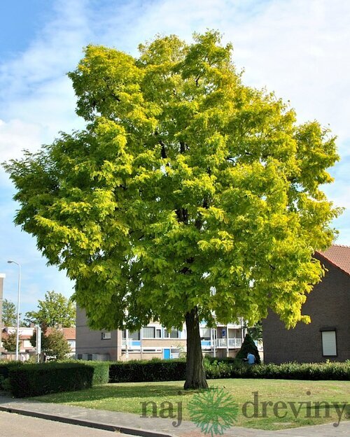 Agát biely Frisia, 130/140 cm, v črepníku Robinia pseudoacacia Frisia