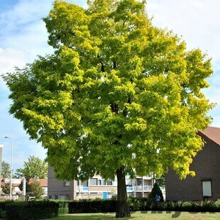 Agát biely Frisia, 130/140 cm, v črepníku Robinia pseudoacacia Frisia