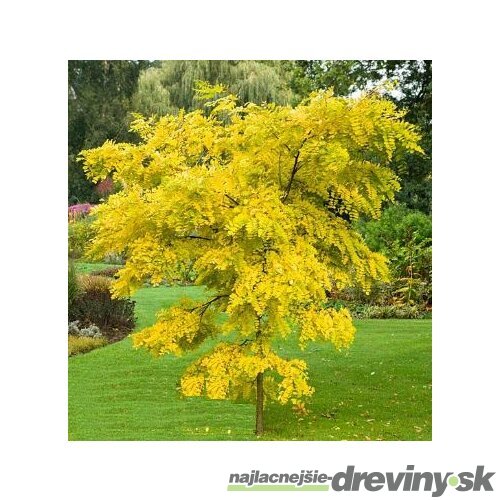 Agát biely Frisia, 250/+ cm, v črepníku Robinia pseudoacacia Frisia