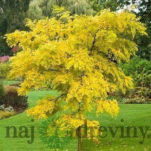 Agát biely Frisia, 250/+ cm, v črepníku Robinia pseudoacacia Frisia