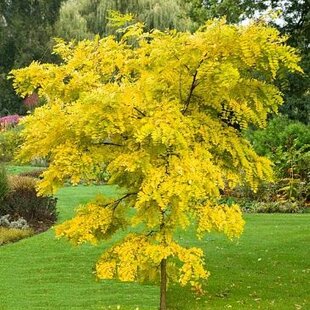 Agát biely Frisia, 250/+ cm, v črepníku Robinia pseudoacacia Frisia