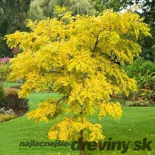 Agát biely Frisia, 250/+ cm, v črepníku Robinia pseudoacacia Frisia