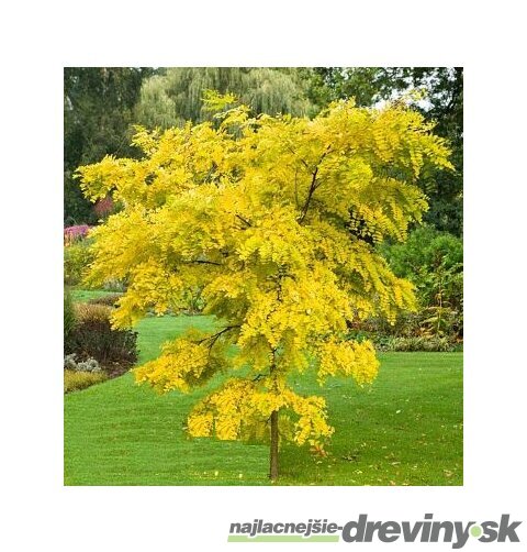 Agát biely Frisia, 250/+ cm, v črepníku Robinia pseudoacacia Frisia