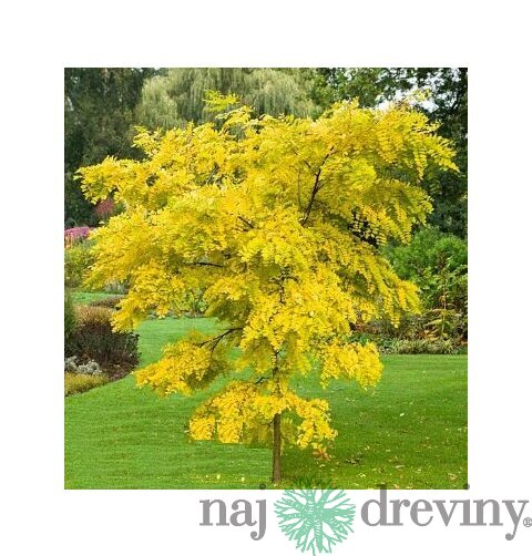 Agát biely Frisia, 250/+ cm, v črepníku Robinia pseudoacacia Frisia