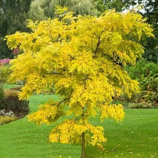 Agát biely Frisia, 250/+ cm, v črepníku Robinia pseudoacacia Frisia