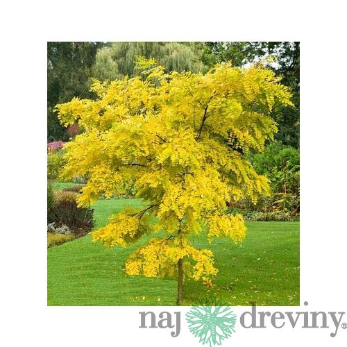 Agát biely Frisia, 250/+ cm, v črepníku Robinia pseudoacacia Frisia