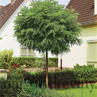 Agát biely Umbraculifera, 220/250 cm, v črepníku Robinia pseudoacacia Umbraculifera