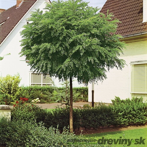 Agát biely Umbraculifera na kmienku 200/220 cm, obvod 10/12 cm,výška 300+ cm, v črepníku Robinia pseudoacacia Umbraculifera