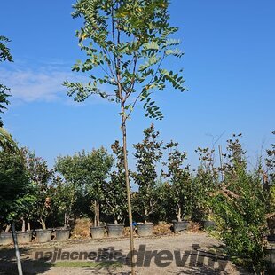 Agát biely Umbraculifera na kmienku 200/220 cm, obvod 10/12 cm,výška 300+ cm, v črepníku Robinia pseudoacacia