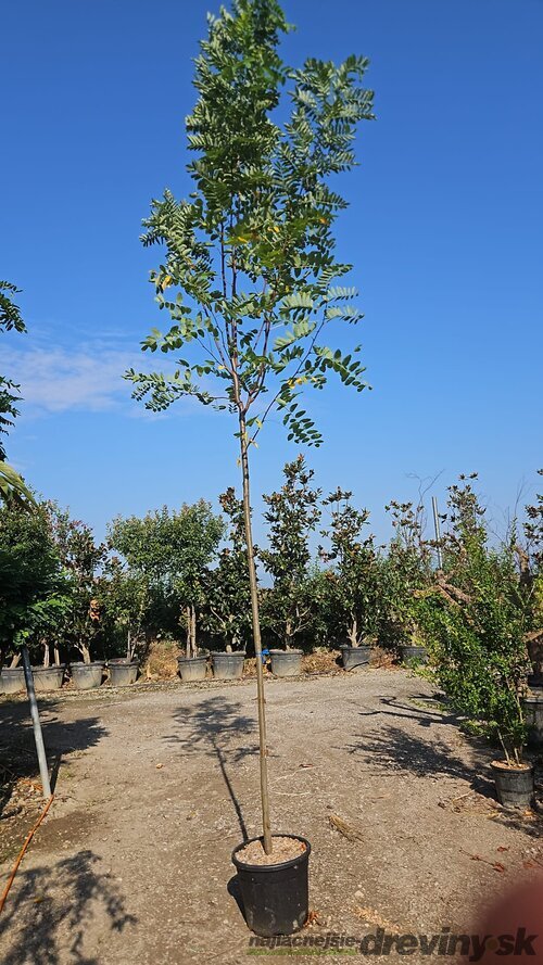 Agát biely Umbraculifera na kmienku 200/220 cm, obvod 10/12 cm,výška 300+ cm, v črepníku Robinia pseudoacacia