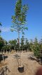 Agát biely Umbraculifera na kmienku 200/220 cm, obvod 10/12 cm,výška 300+ cm, v črepníku Robinia pseudoacacia