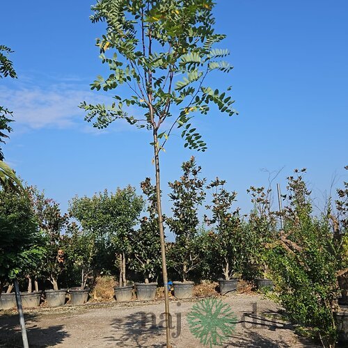 Agát biely Umbraculifera na kmienku 200/220 cm, obvod 10/12 cm,výška 300+ cm, v črepníku Robinia pseudoacacia