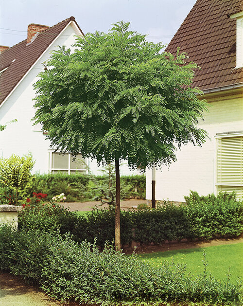 Agát biely Umbraculifera na kmienku 200/220 cm, obvod 10/12 cm,výška 300+ cm, v črepníku Robinia pseudoacacia Umbraculifera