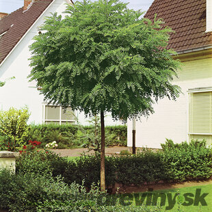 Agát biely Umbraculifera na kmienku 200/220 cm, obvod 10/12 cm,výška 300+ cm, v črepníku Robinia pseudoacacia Umbraculifera