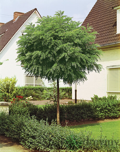 Agát biely Umbraculifera na kmienku 200/220 cm, obvod 10/12 cm,výška 300+ cm, v črepníku Robinia pseudoacacia Umbraculifera