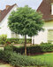 Agát biely Umbraculifera na kmienku 200/220 cm, obvod 12/14 cm,výška 300+ cm, v črepníku Robinia pseudoacacia Umbraculifera