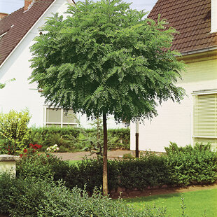 Agát biely Umbraculifera na kmienku 200/220 cm, obvod 12/14 cm,výška 300+ cm, v črepníku Robinia pseudoacacia Umbraculifera