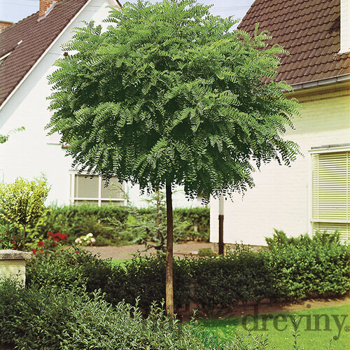 Agát biely Umbraculifera na kmienku 200/220 cm, obvod 12/14 cm,výška 300+ cm, v črepníku Robinia pseudoacacia Umbraculifera