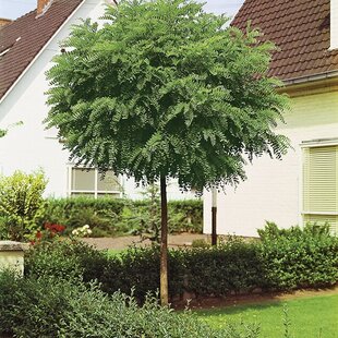 Agát biely Umbraculifera na kmienku 200/220 cm, obvod 14/16cm ,výška 300+ cm, v črepníku Robinia pseudoacacia Umbraculifera