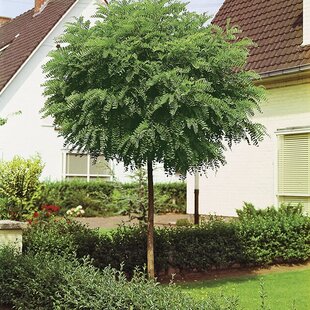 Agát biely Umbraculifera na kmienku 200/220 cm, obvod 8/10 cm,výška 300+ cm, v črepníku Robinia pseudoacacia Umbraculifera