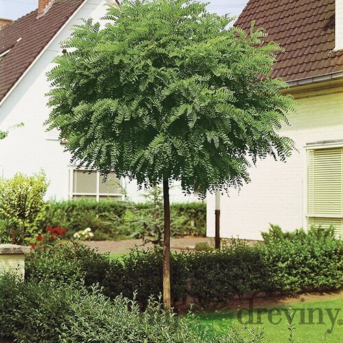 Agát biely Umbraculifera na kmienku 200/220 cm, obvod 8/10 cm,výška 300+ cm, v črepníku Robinia pseudoacacia Umbraculifera