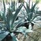 Agáva americká Green Agave, v črepníku Agave americana Green