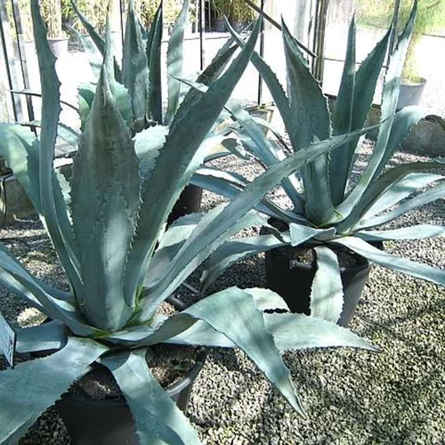 Agáva americká Green Agave, v črepníku Agave americana Green