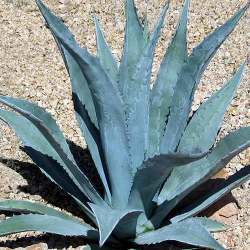 Agáva americká Green Agave, v črepníku Agave americana Green