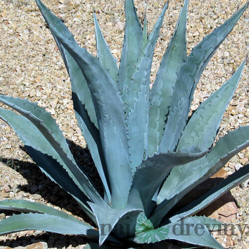Agáva americká Green Agave, v črepníku Agave americana Green