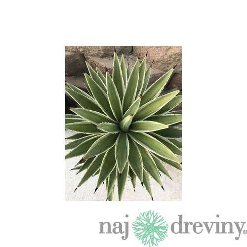 Agáva americká Variegata, v črepníku Agave americana Variegata