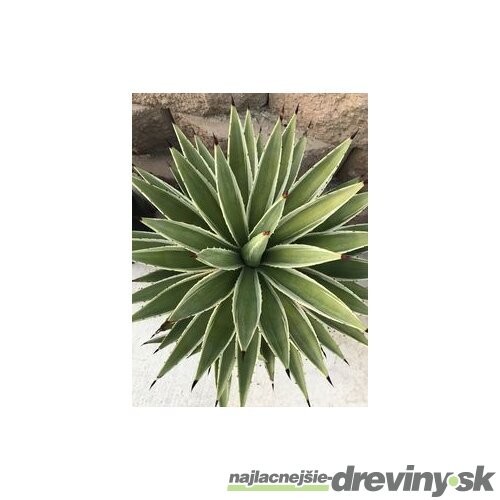 Agáva americká Variegata, v črepníku Agave americana Variegata