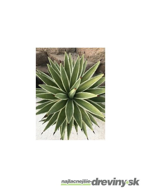 Agáva americká Variegata, v črepníku Agave americana Variegata