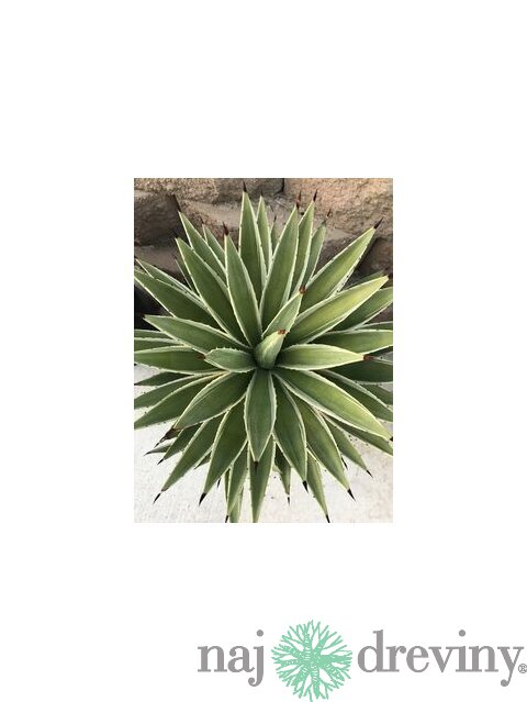 Agáva americká Variegata, v črepníku Agave americana Variegata