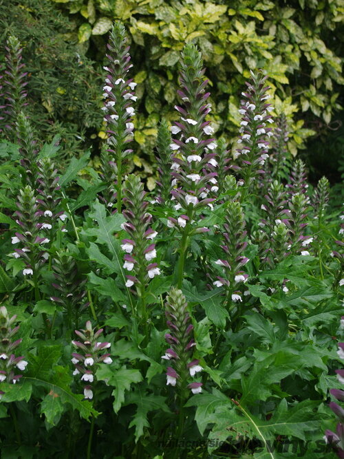 Akant mäkký, v črepníku P9, 10/15 cm Acanthus mollis