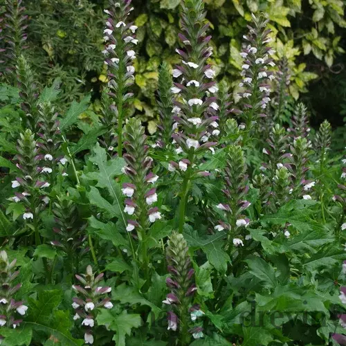 Akant mäkký, v črepníku P9, 10/15 cm Acanthus mollis