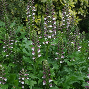 Akant mäkký, v črepníku P9, 10/15 cm Acanthus mollis