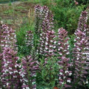 Akant tŕnitý, v črepníku P9, 10/15 cm Acanthus spinosus