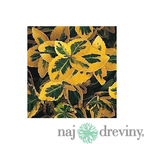 AKCIA 2+1 Bršlen fortuneov Emerald n Gold, výška 20/40 cm, v črepníku Euonymus fortunei Emerald n Gold