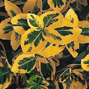 AKCIA 2+1 Bršlen fortuneov Emerald n Gold, výška 20/40 cm, v črepníku Euonymus fortunei Emerald n Gold