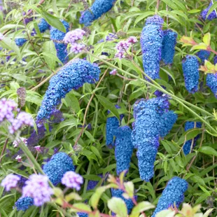 AKCIA 2+1 Budleja Dávidova Nanho Blue,30/50 cm, v črepníku Buddleja davidii Nanho Blue