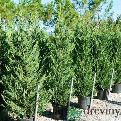 AKCIA 2+1 Cyprusovec leylandský ‘Tweeduizendéén‘, 20/30 cm, v črepníku P8 Cupressocyparis leylandii