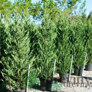 AKCIA 2+1 Cyprusovec leylandský ‘Tweeduizendéén‘, 20/30 cm, v črepníku P8 Cupressocyparis leylandii